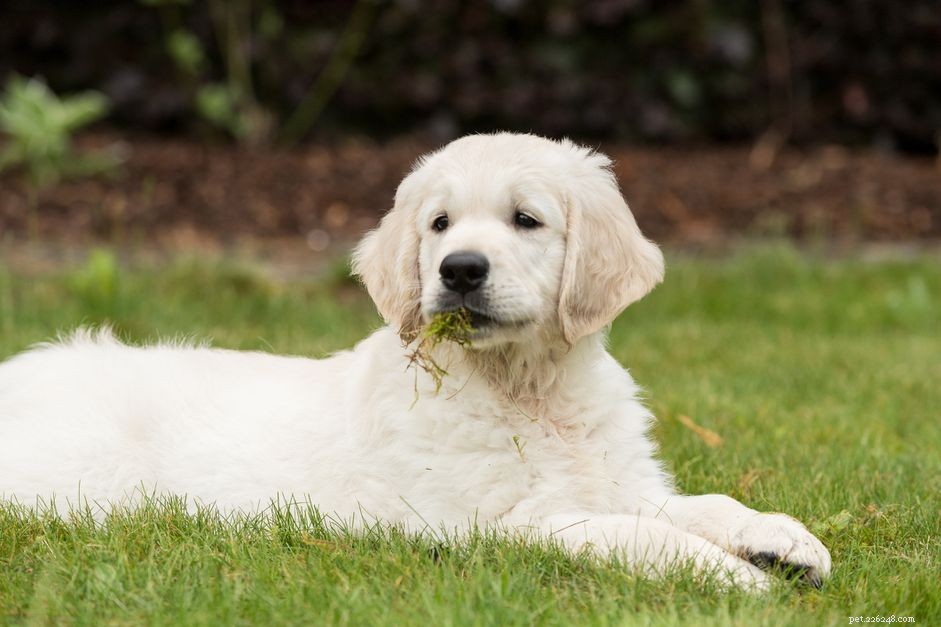 Co dělat, když váš pes zvrací bílou pěnu