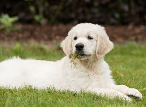 あなたの犬が白い泡を吐いている場合の対処法 