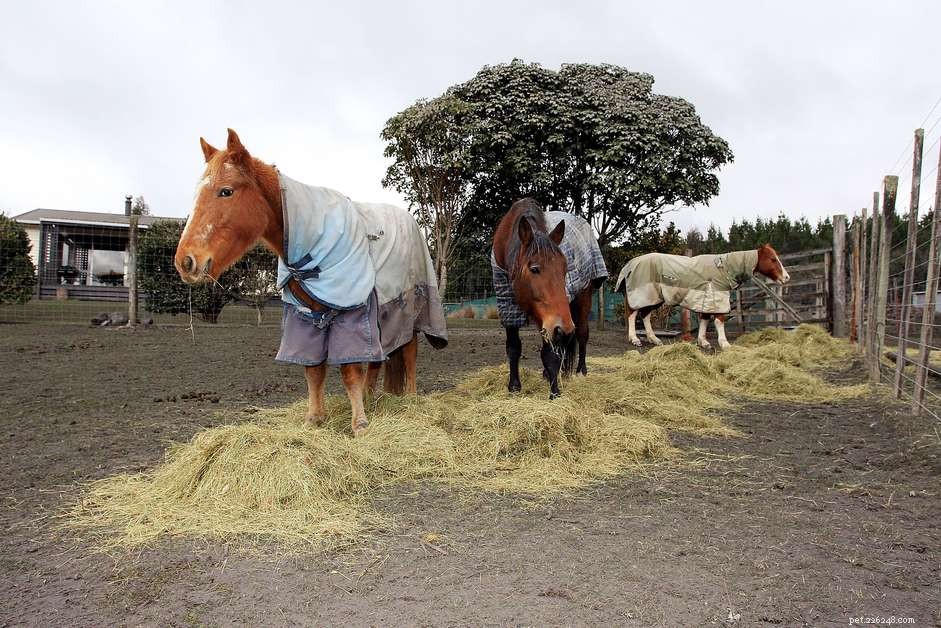 Comment calculer la quantité de foin pour nourrir votre cheval