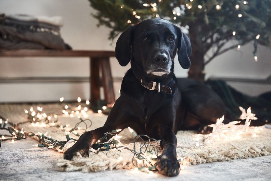 As árvores de Natal são venenosas para cães e gatos?