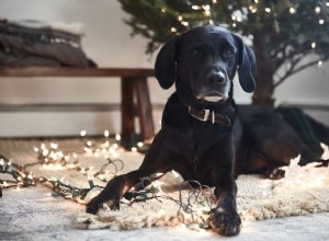 Jsou vánoční stromky jedovaté pro kočky a psy?