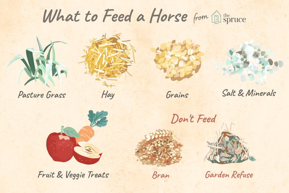 Vad man ska mata en häst för att hålla den frisk
