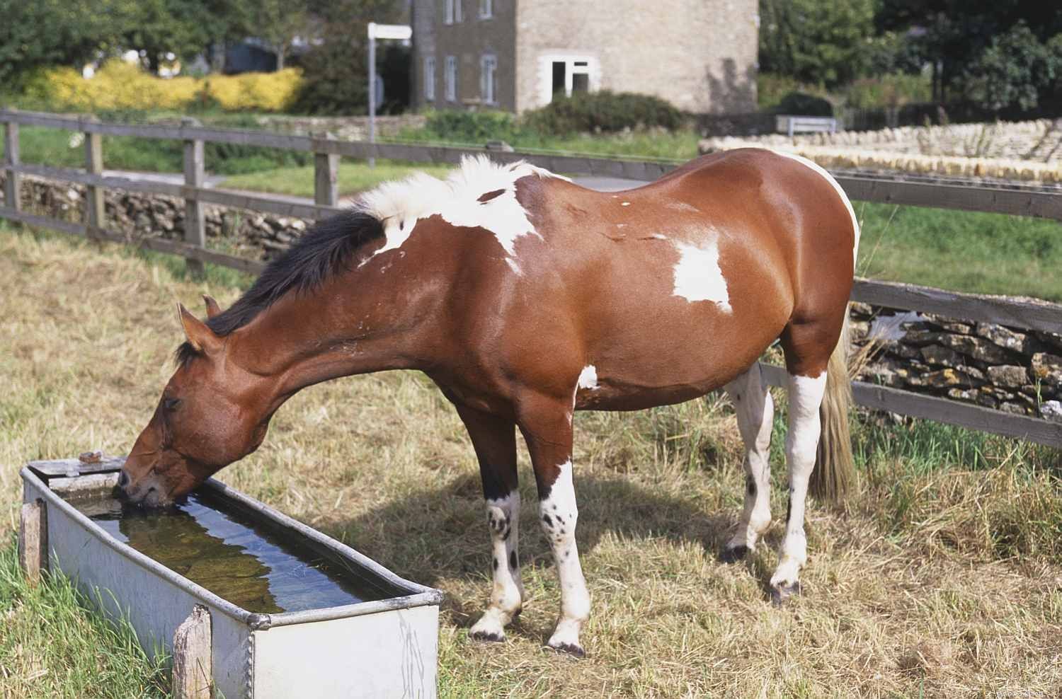 Чем кормить лошадь, чтобы она оставалась здоровой