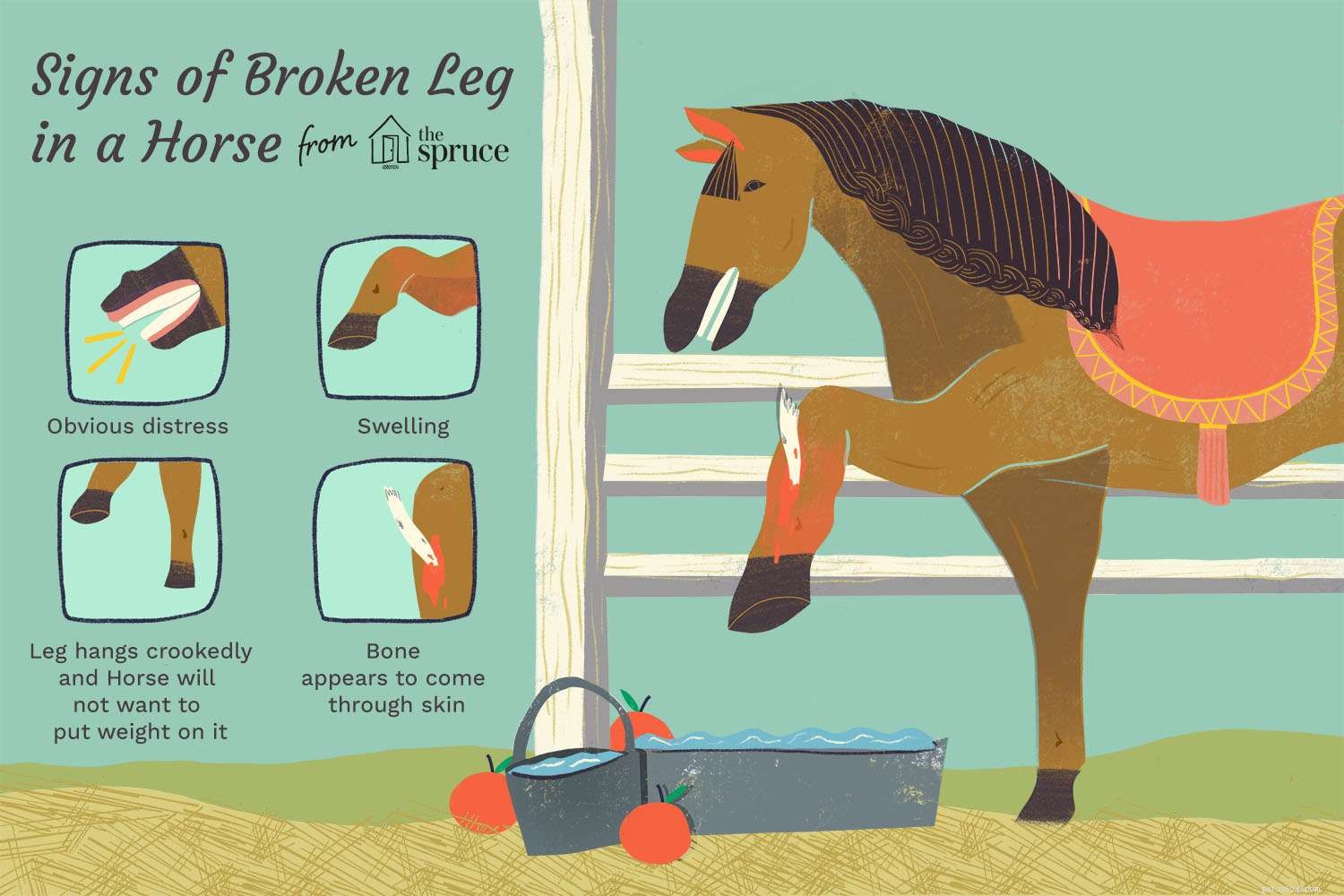 Pourquoi les chevaux aux pattes cassées sont souvent euthanasiés 