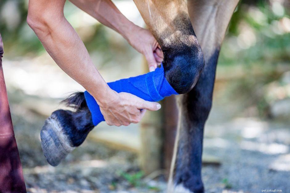 足の骨折した馬が安楽死させることが多い理由 