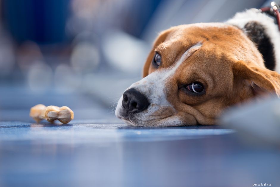 Wat te doen als uw hond is vergiftigd of blootgesteld aan gifstoffen