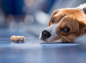 O que fazer se seu cão estiver envenenado ou exposto a toxinas