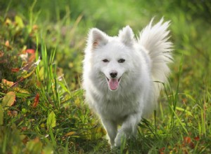 40 raças de cães Spitz que gostam de ser legais