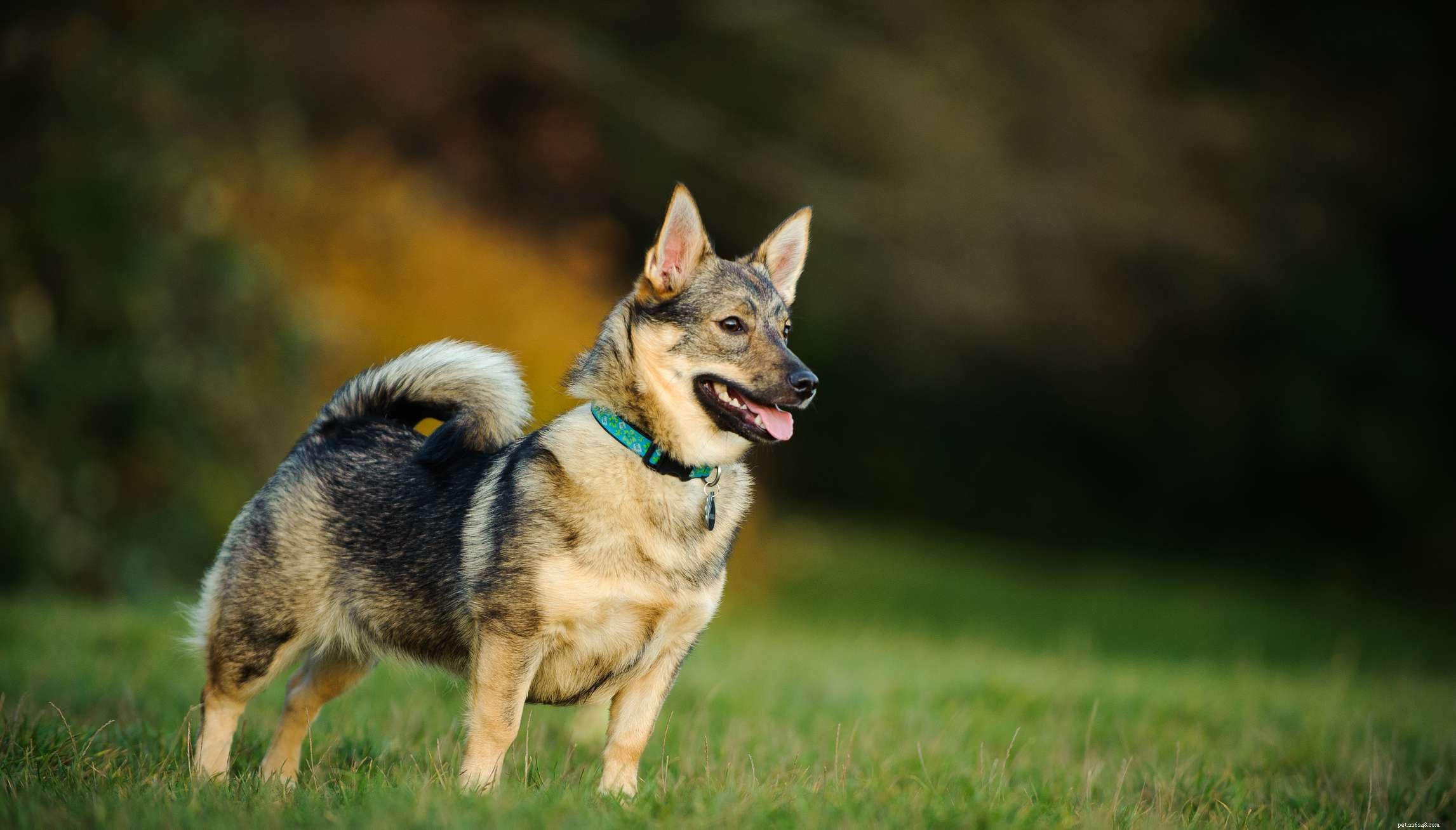 40 raças de cães Spitz que gostam de ser legais