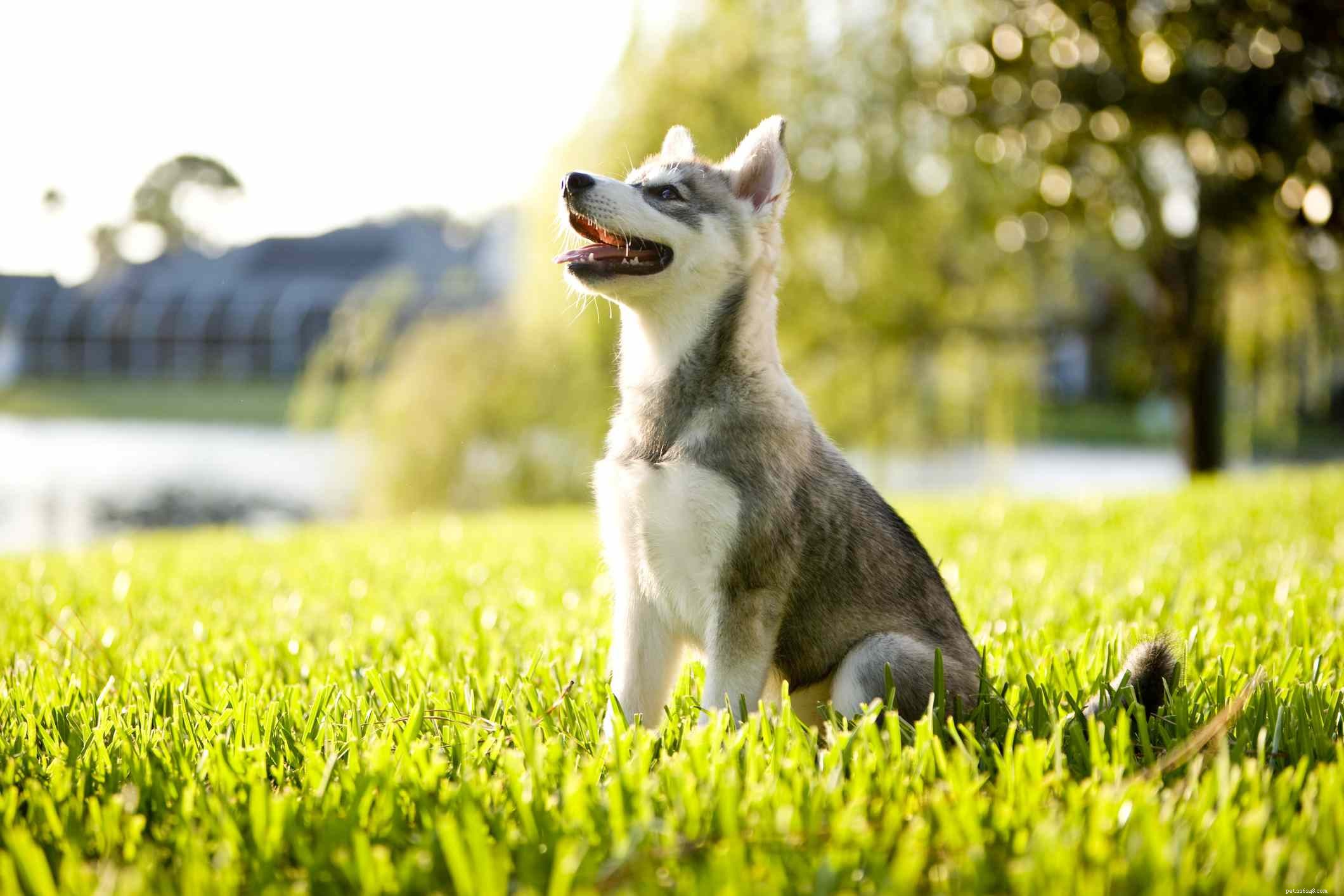 40 races de chiens Spitz qui aiment être cool