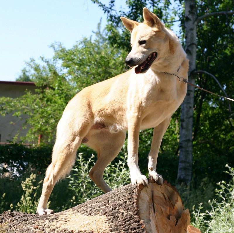 40 Spitz-hondenrassen die graag cool zijn