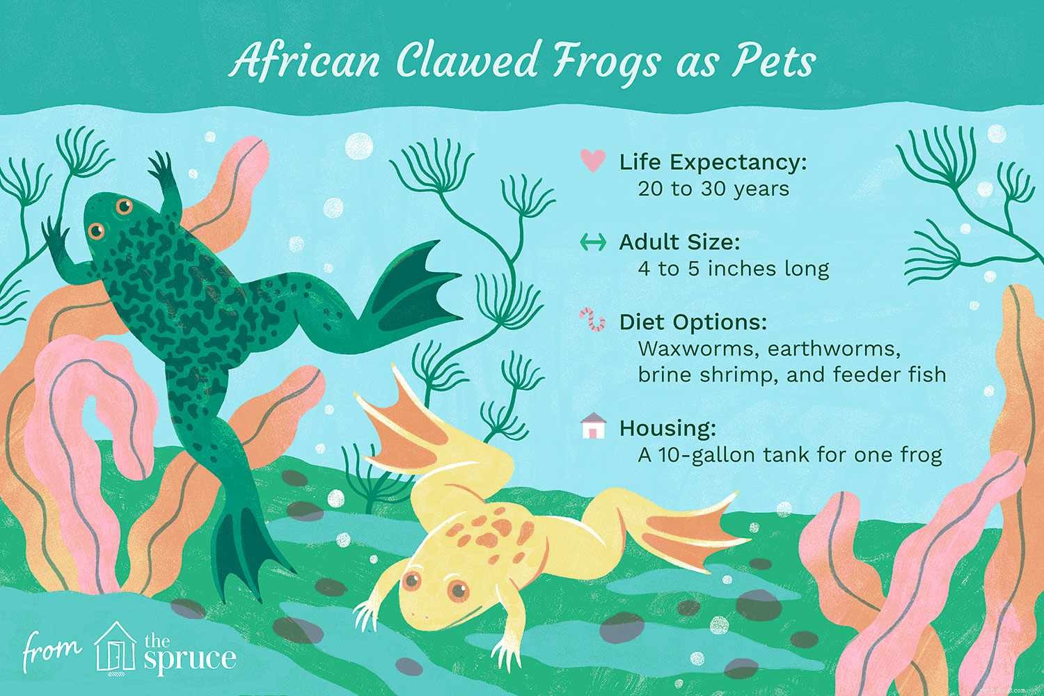Африканские когтистые лягушки:профиль вида 