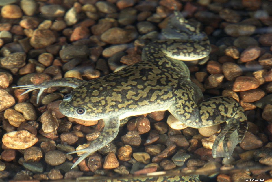 Africké drápaté žáby:Profil druhu