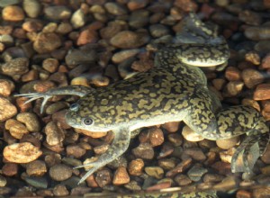 Sapos com garras africanas:perfil da espécie