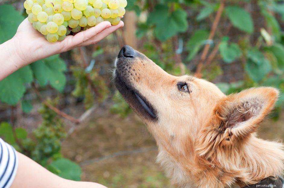 Kunnen honden druiven eten?