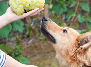 犬はブドウを食べることができますか？ 