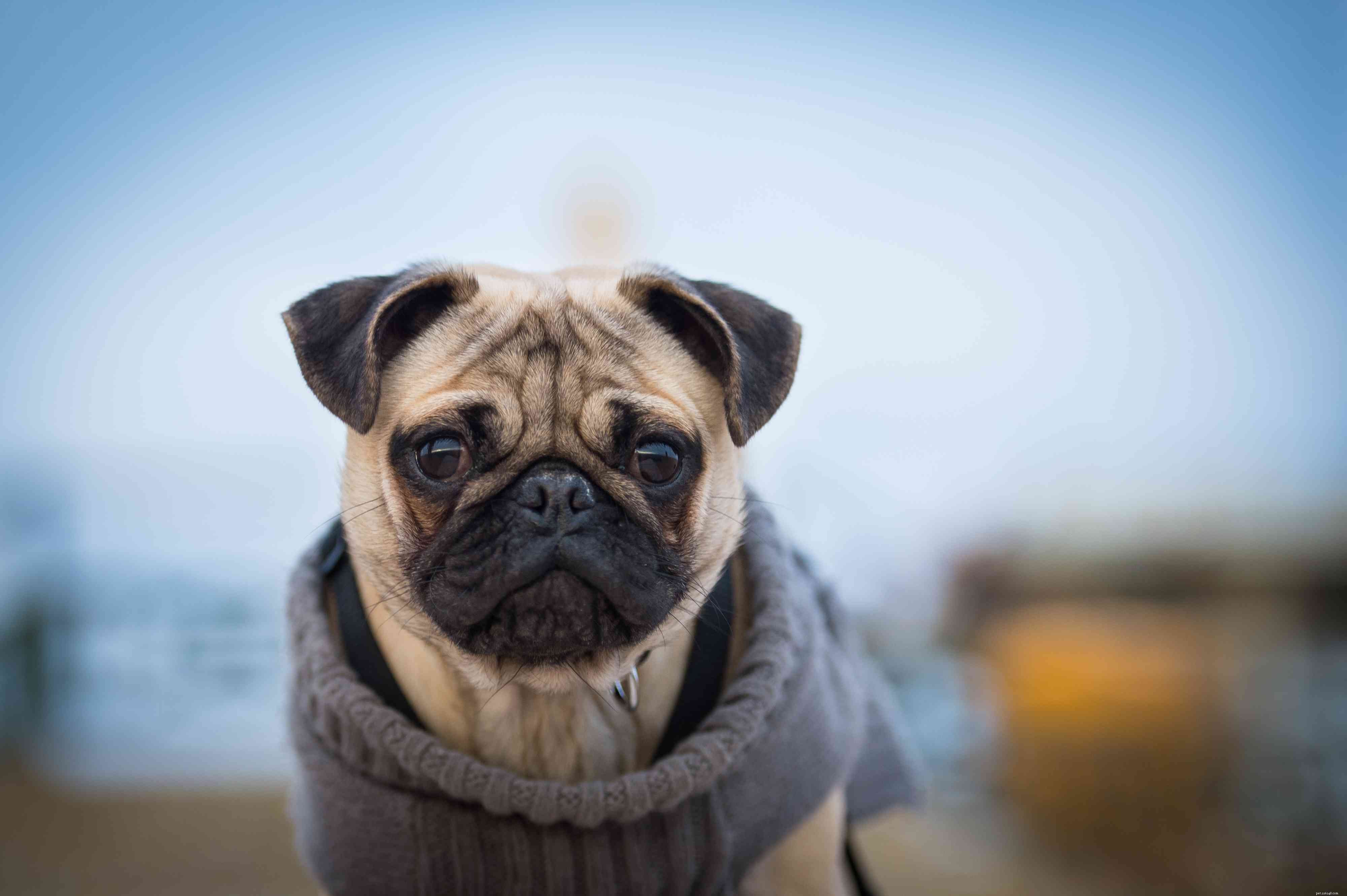 Você deve colocar um suéter no seu cachorro em clima frio?