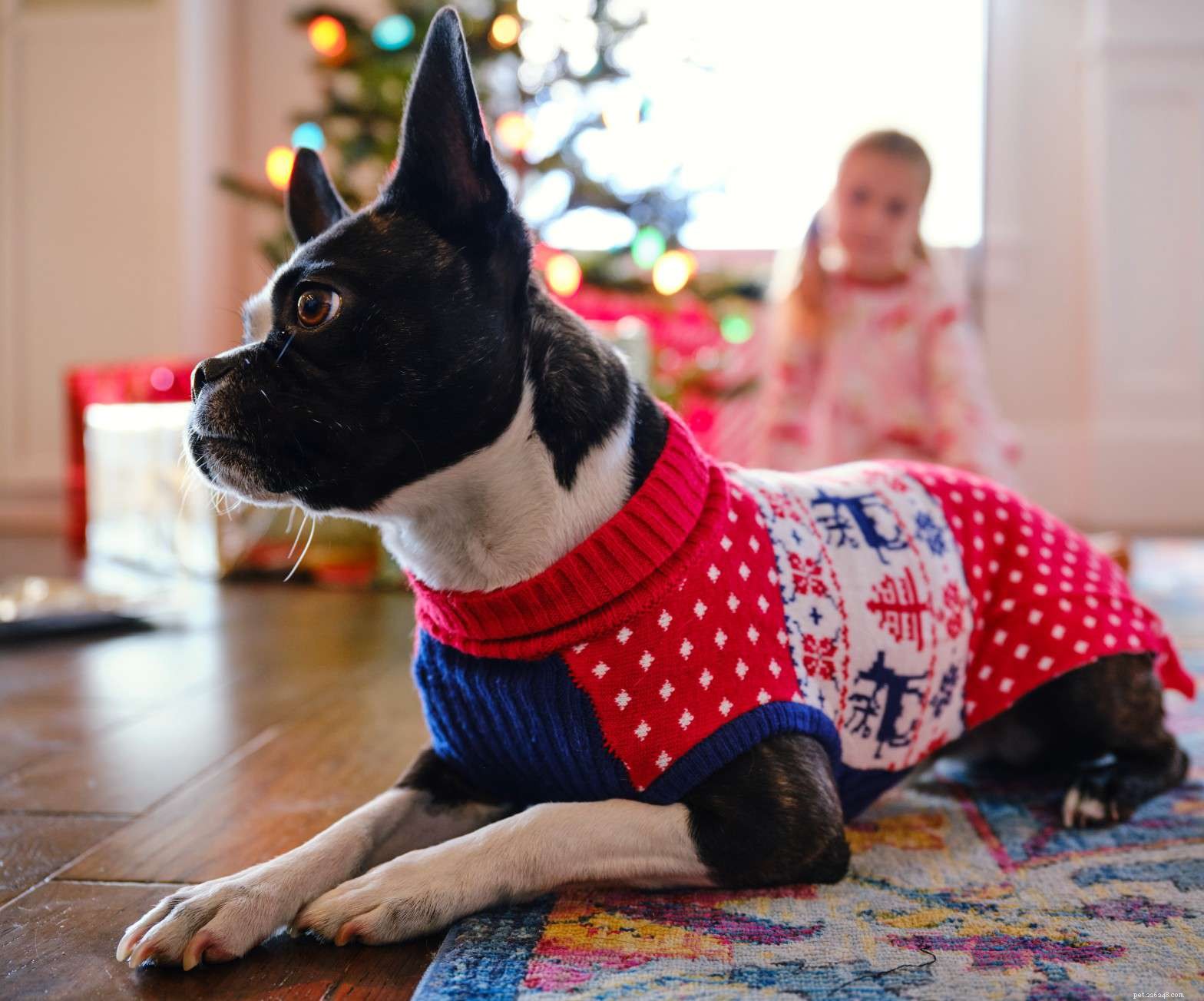 寒い季節に犬にセーターを着るべきですか？ 