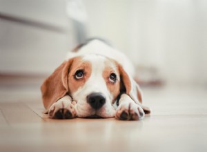 子犬と犬の回虫を治療する方法 