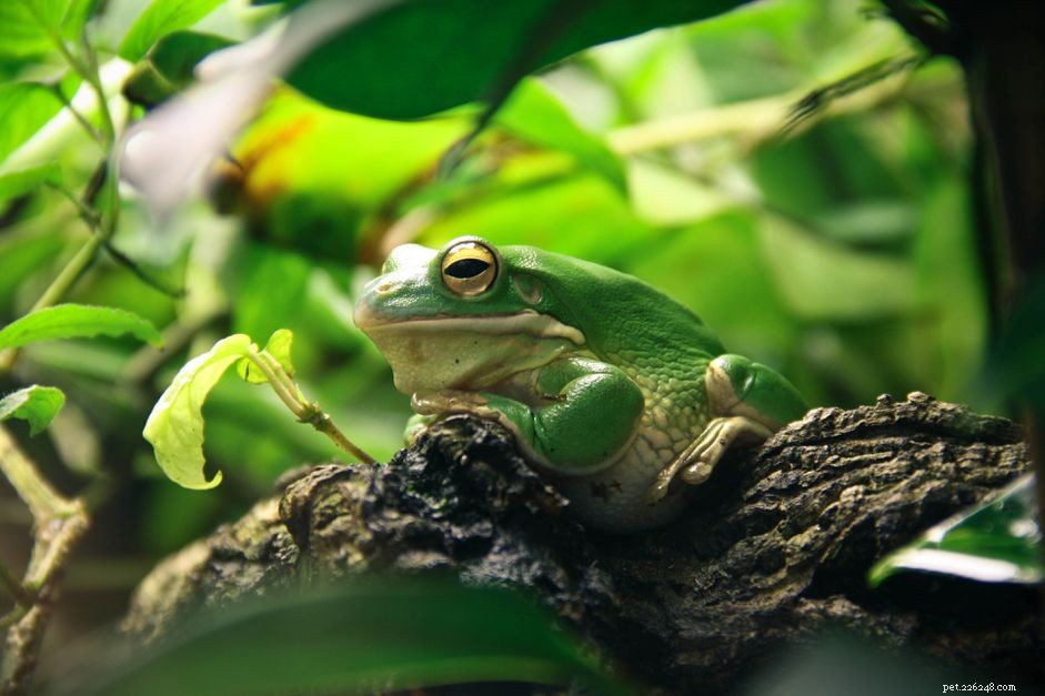 Co potřebujete vědět o domácích žábách 