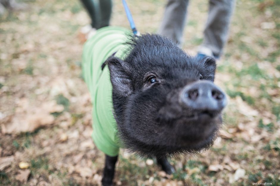 Você deve manter um porco barrigudo como animal de estimação?