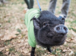 Você deve manter um porco barrigudo como animal de estimação?