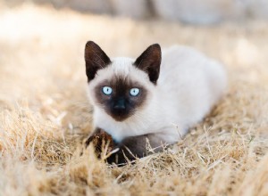 10 plemen koček s nejdelší délkou života