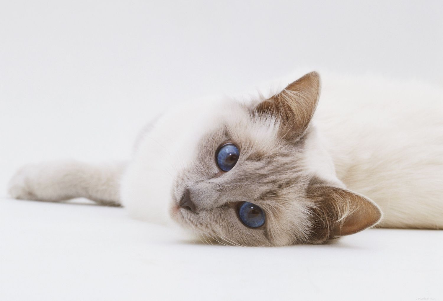 10 raças de gatos com maior longevidade
