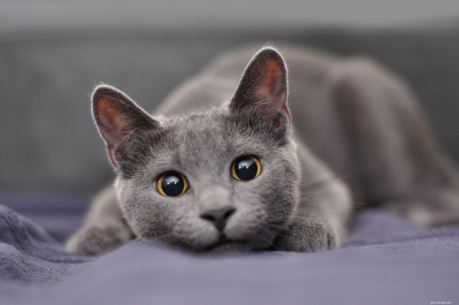 10 races de chats avec la plus longue durée de vie