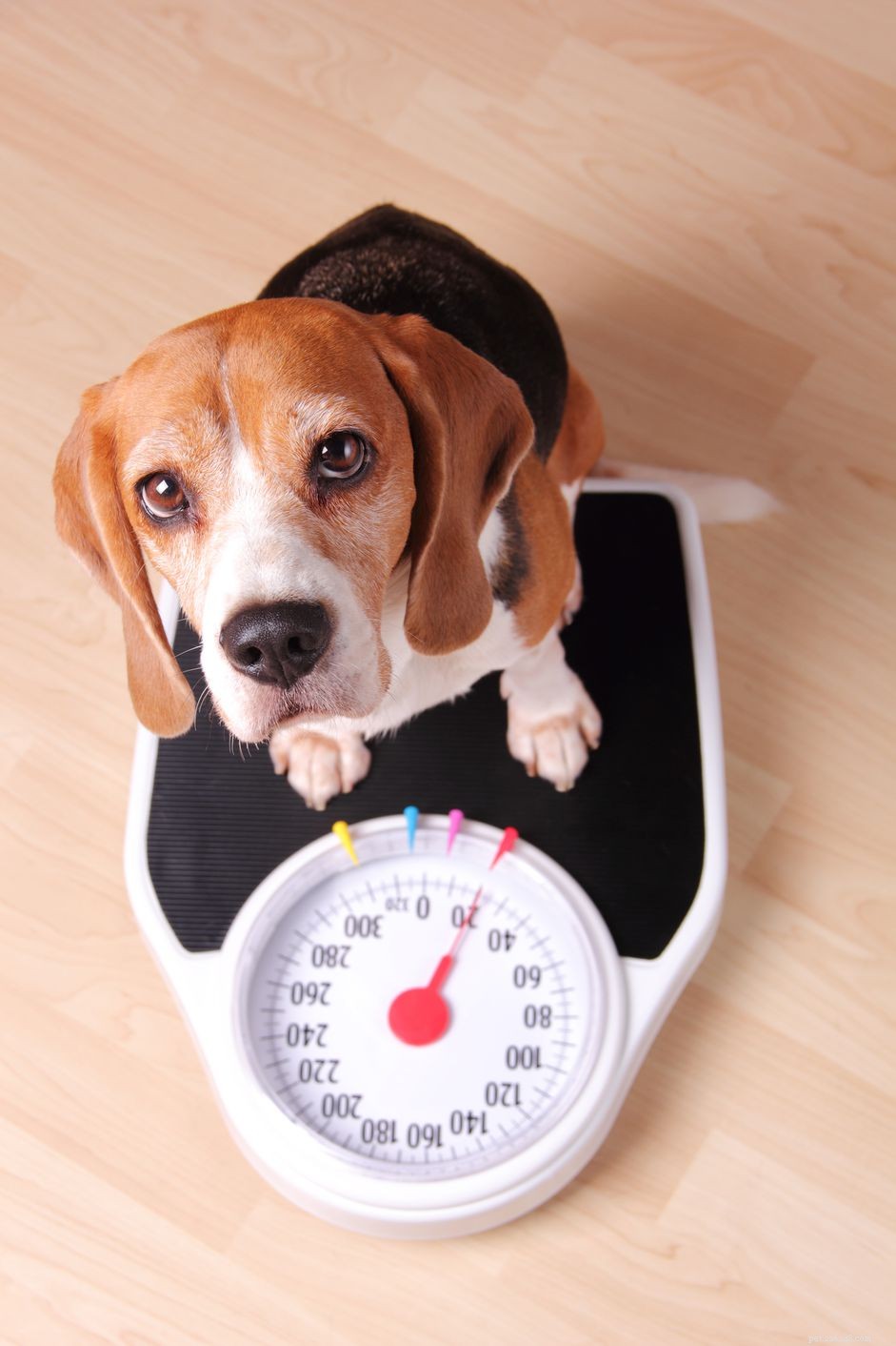 Qual ​​deve ser o peso do seu cão?