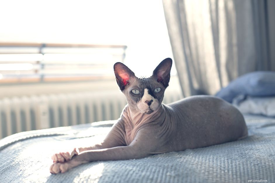 10 melhores raças de gatos sem pêlo para um amigo de estimação único
