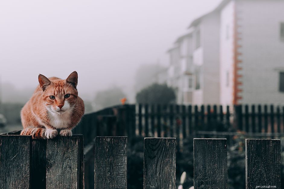 O que você alimenta um gato de rua?