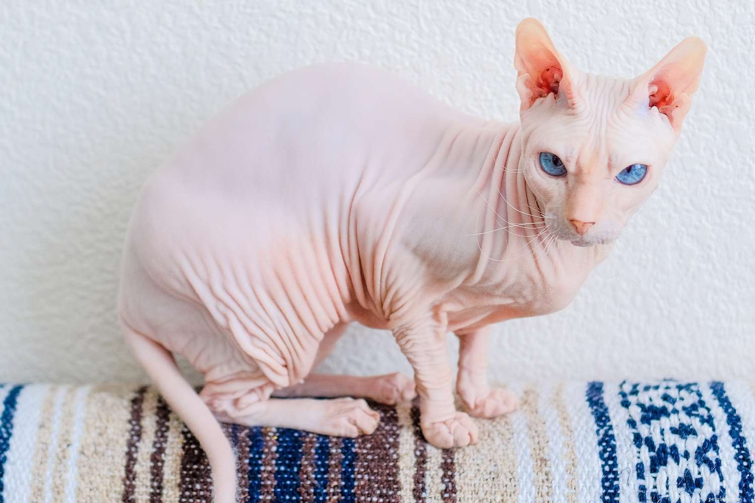 10 melhores raças de gatos sem pêlo para um amigo de estimação único