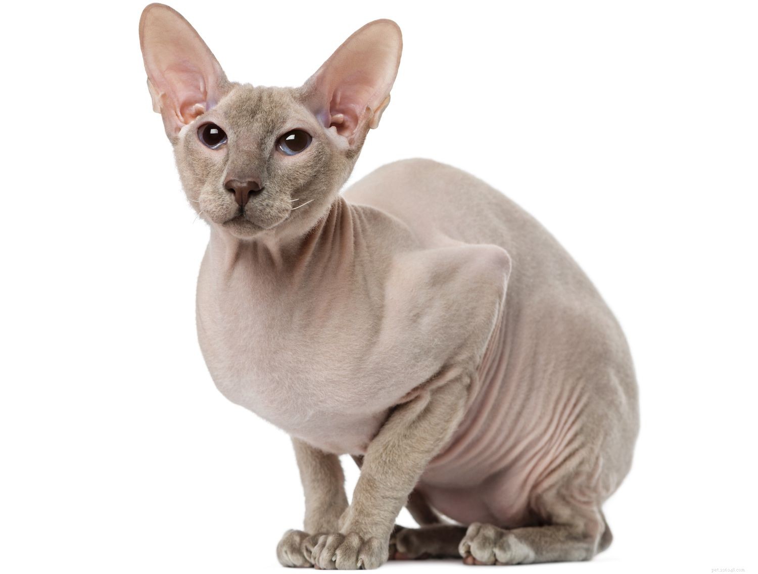 ユニークなペットの仲間のための10の最高のヘアレス猫の品種 