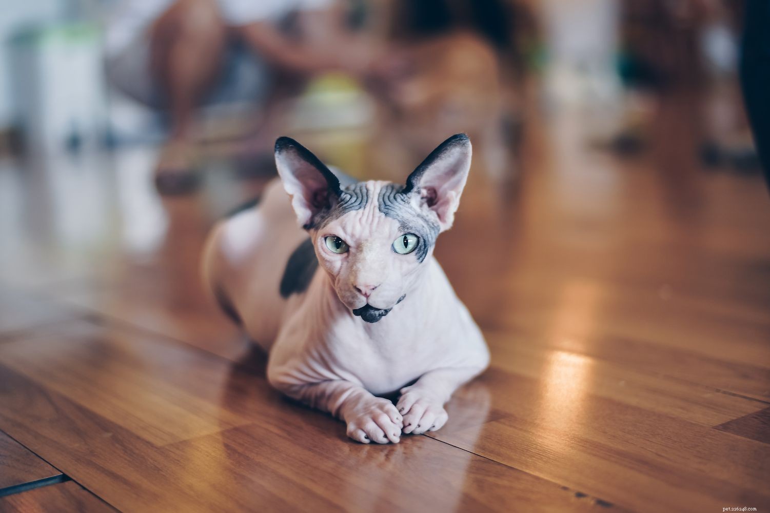 10 лучших пород лысых кошек для уникального домашнего друга