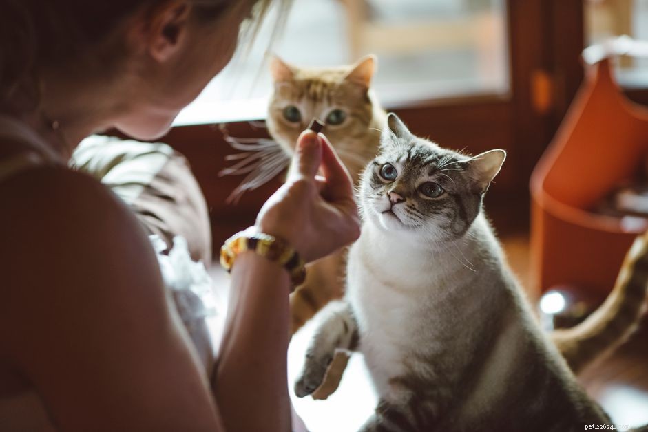 Aliments humains toxiques pour les chats