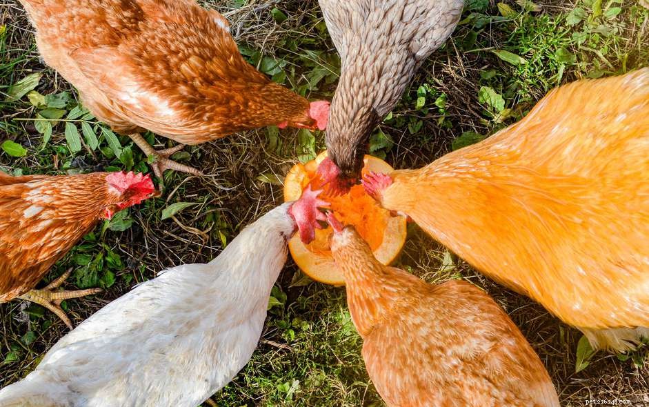 Kan kycklingar äta pumpor?