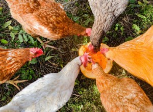 Můžou kuřata jíst dýně?