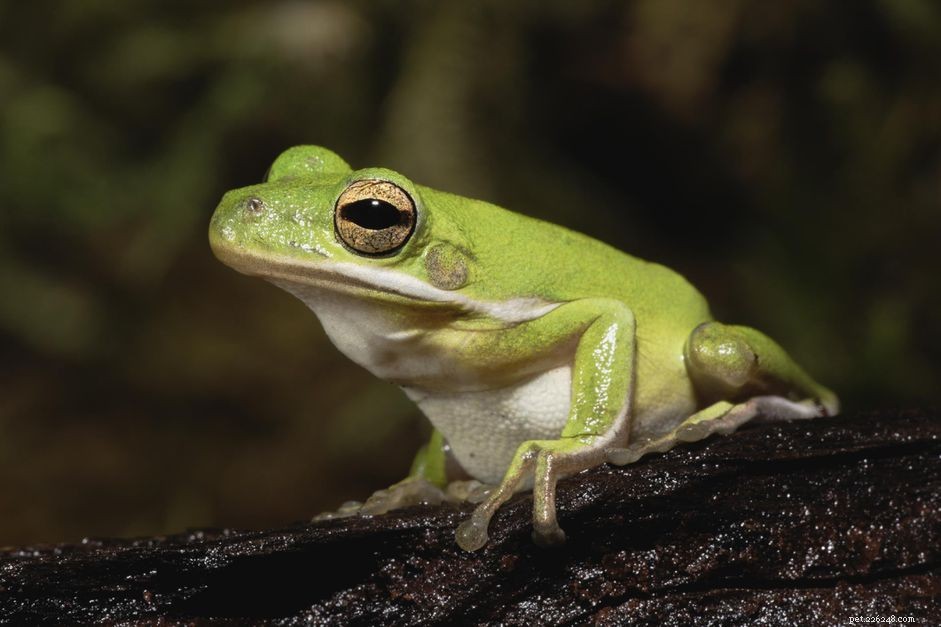 Американские зеленые древесные лягушки:профиль вида