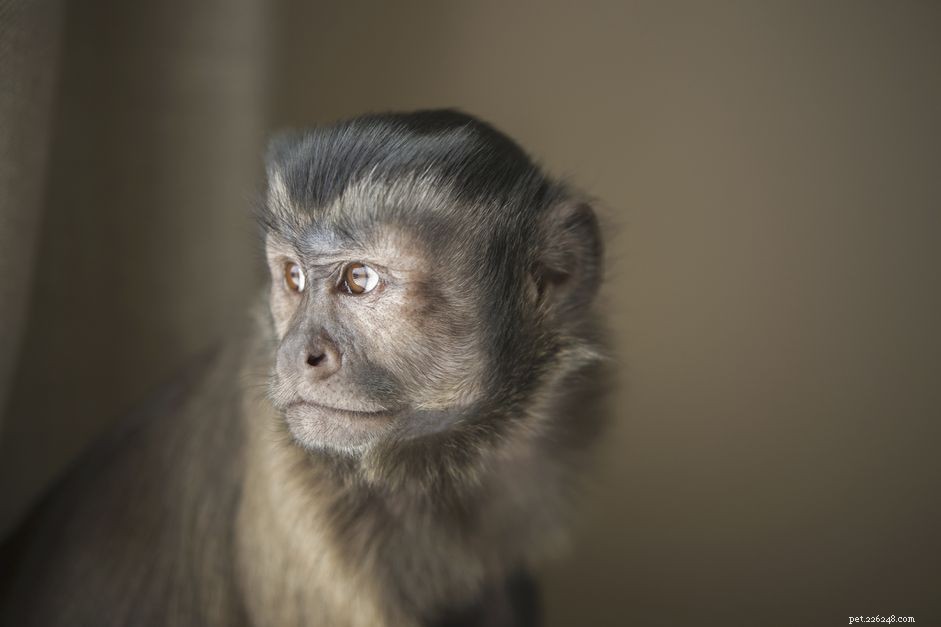 Você deve manter um macaco-prego como animal de estimação?