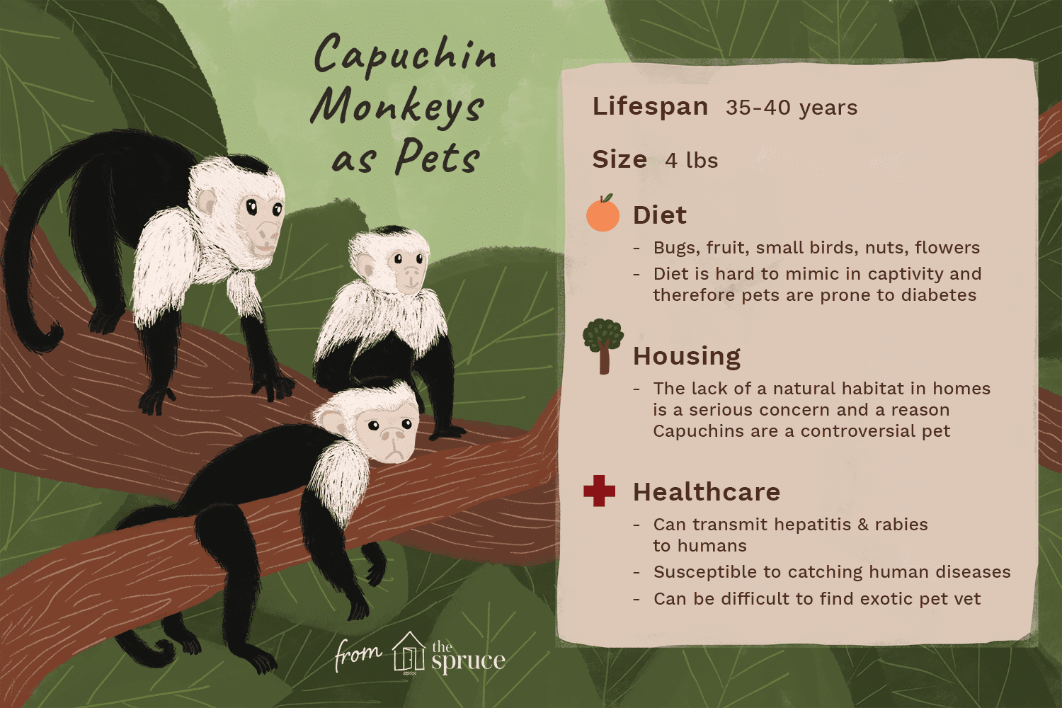 Měli byste si chovat kapucínskou opici jako domácího mazlíčka?