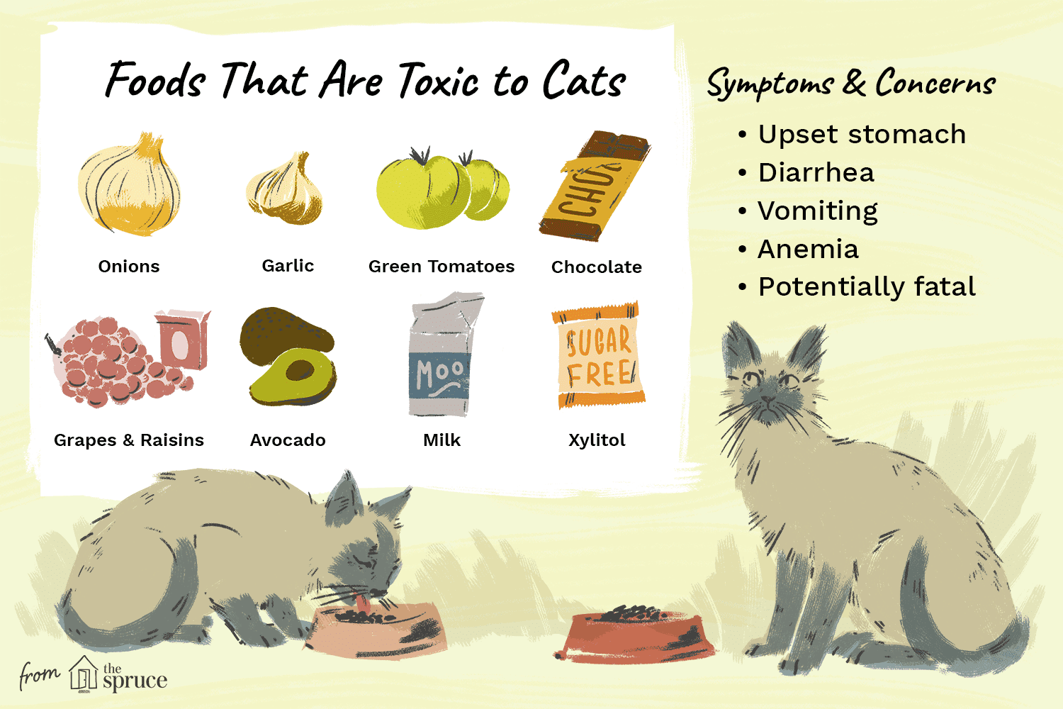 Alimentos humanos que são venenosos para gatos