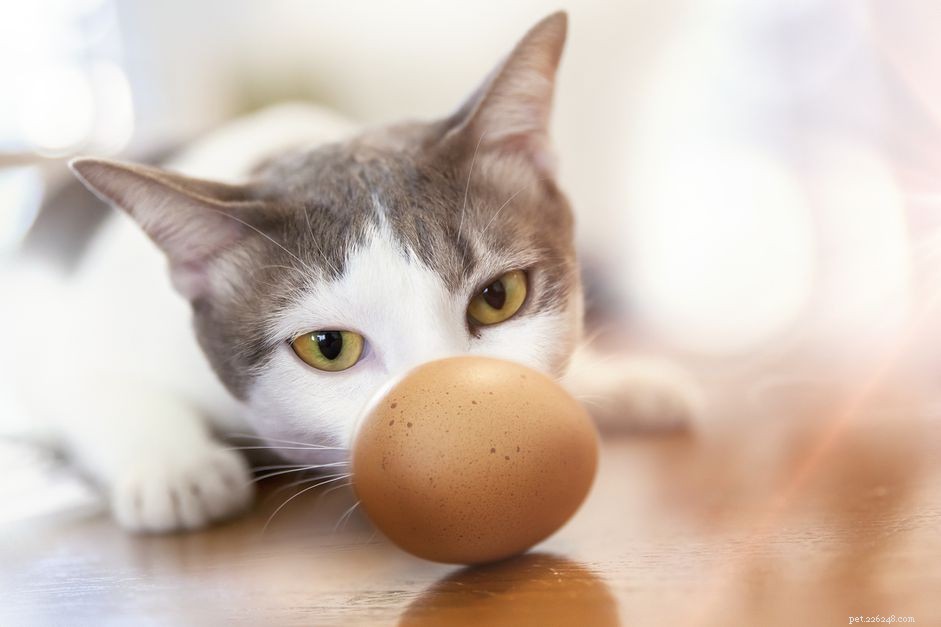 Kunnen katten rauwe eieren krijgen?