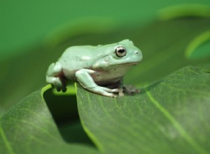 Whites Tree Frog Species Profile