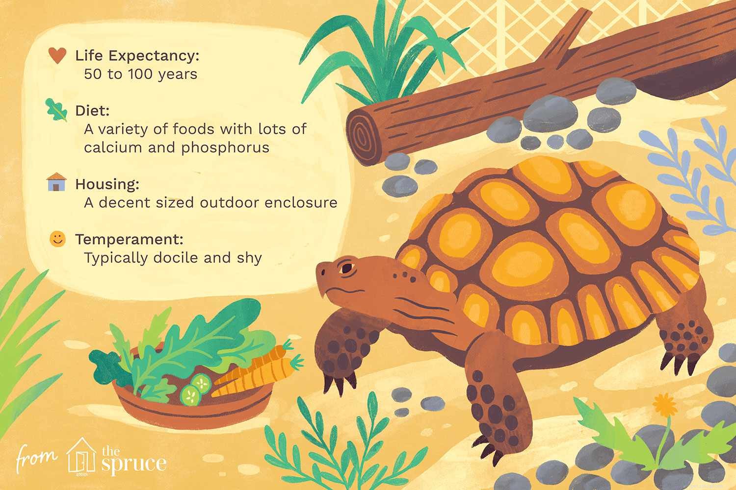 Une introduction aux tortues de compagnie