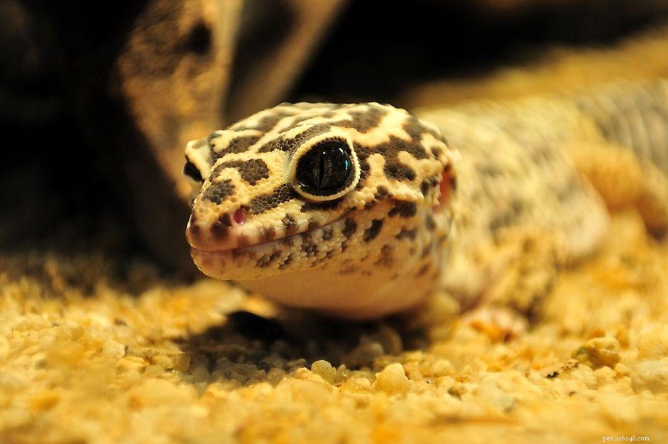 Choisir un substrat de gecko léopard