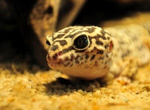 Escolhendo um substrato Leopard Gecko