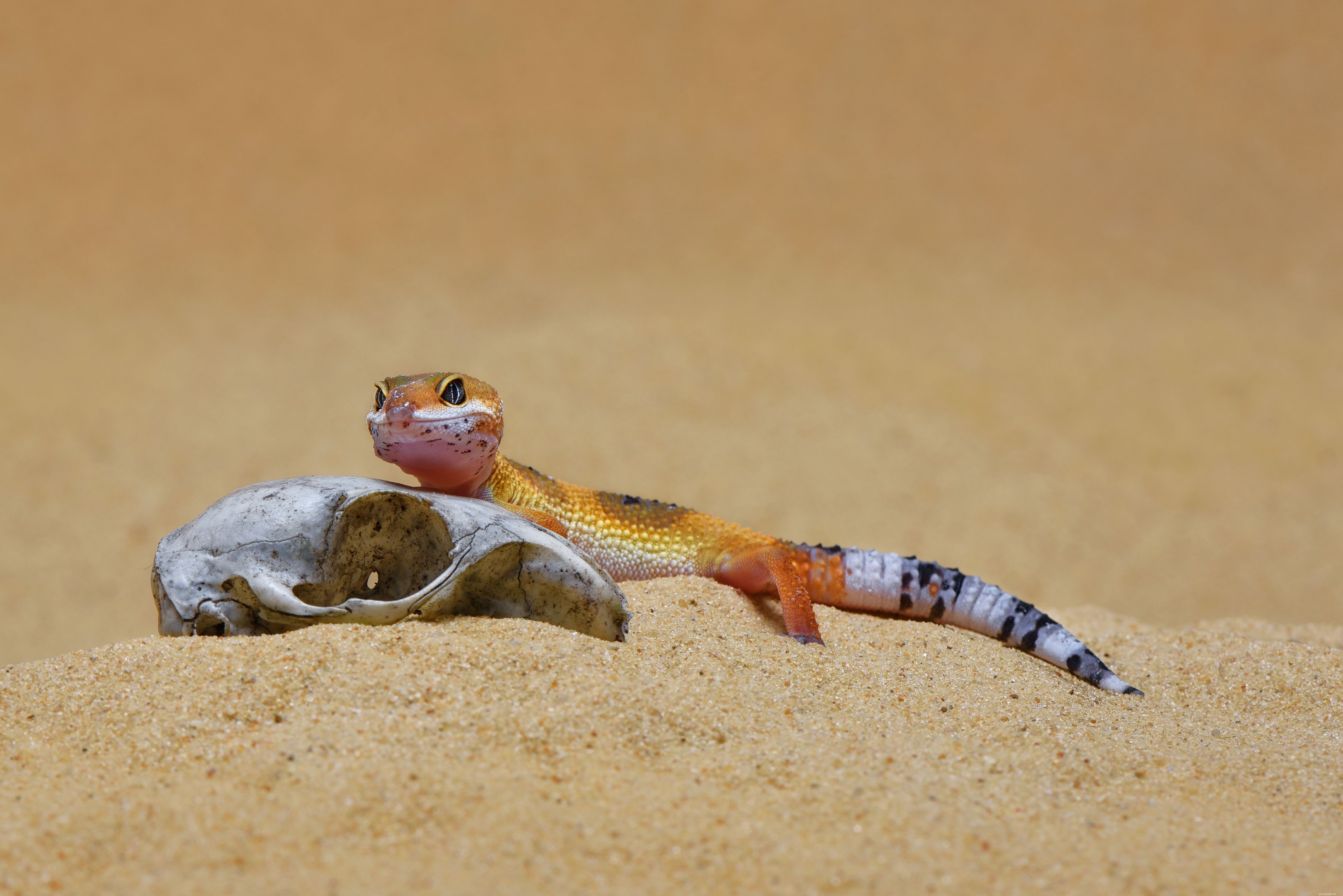 Escolhendo um substrato Leopard Gecko