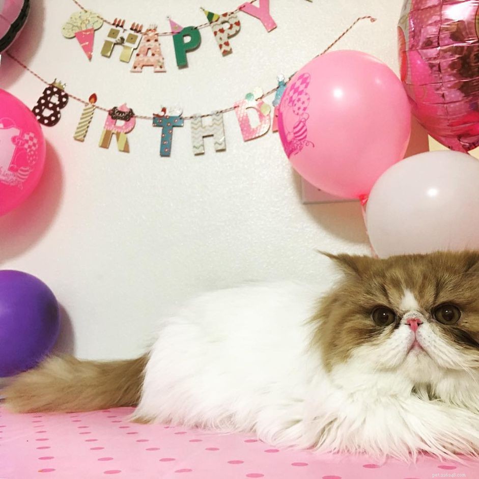 8 modi divertenti per festeggiare il compleanno del tuo gatto