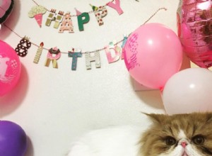 8 zábavných způsobů, jak oslavit narozeniny své kočky